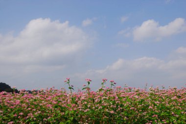 Bahçedeki güzel pembe çiçekler