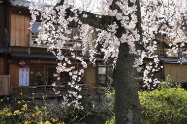 Japon kiraz çiçekleri baharda açar.