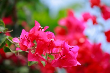 Bahçedeki güzel pembe çiçekler