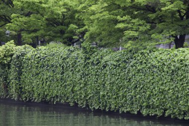 Yeşil şehir parkında huzurlu bir kanal