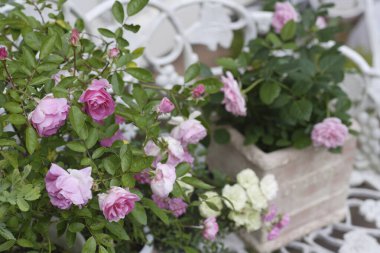 Ahşap bir arka planda vazoda pembe güller