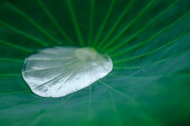 Su damlası yeşil nilüfer yaprağına düşer.