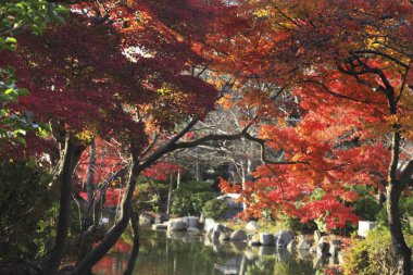 Japon parkındaki ağaçlarla dolu güzel sonbahar manzarası