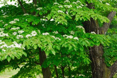 Bahçede beyaz çiçekler