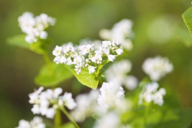 Yeşil yaprakların üzerinde açan beyaz çiçekler.