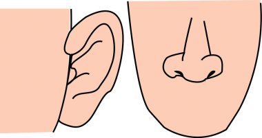 Kulak ve burnun çizim çizimi