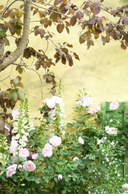 Güzel botanik fotoğrafı, doğal duvar kağıdı.