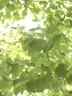 Bahçede yeşil yapraklar