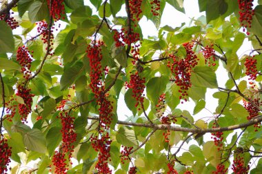 Yeşil zemin üzerinde kırmızı meyveler