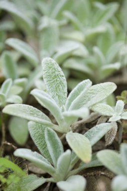 Bahçedeki yeşil bitkiler