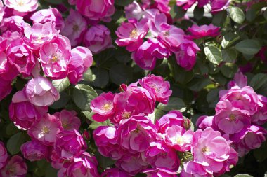 Bahçedeki güzel gül çiçekleri