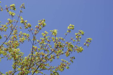 Bahçedeki güzel çiçekler, baharda açan ağaçlar.