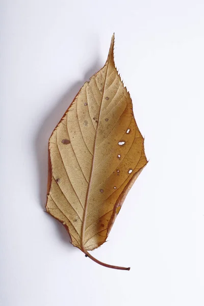 秋のメープルリーフ 秋の季節のフローラ — ストック写真