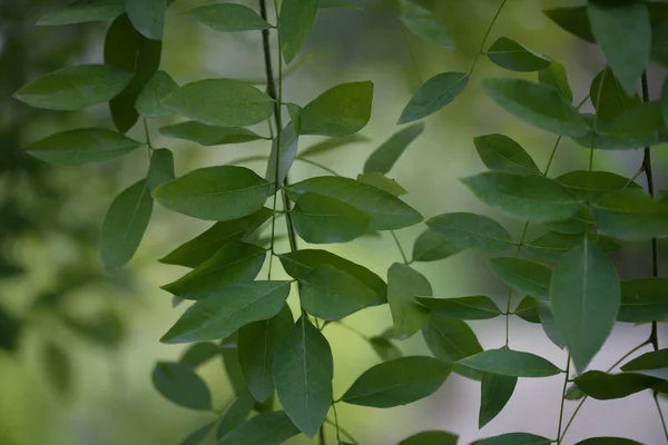 サマーパークの緑の木 フローラルバックグラウンド — ストック写真