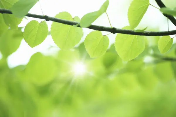 Krásné Zelené Listy Jaře — Stock fotografie