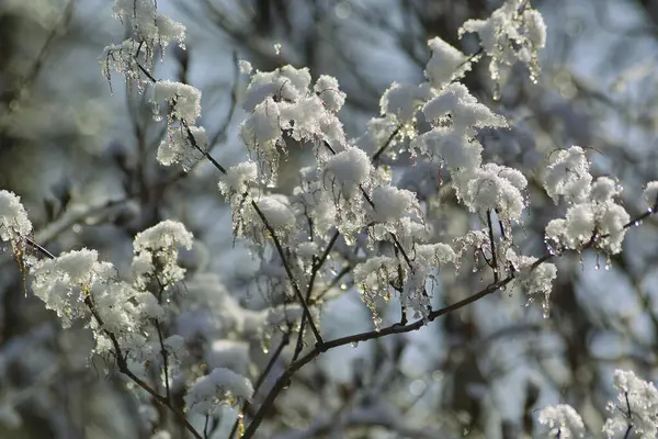 Ett Snötäckt Träd Med Mycket Snö — Stockfoto