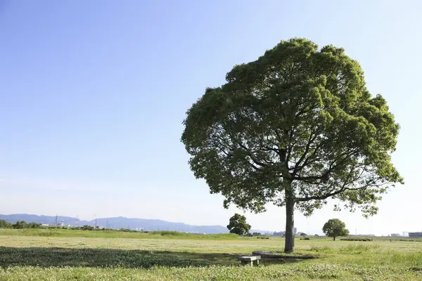 Красивый Снимок Поля Зелеными Деревьями — стоковое фото