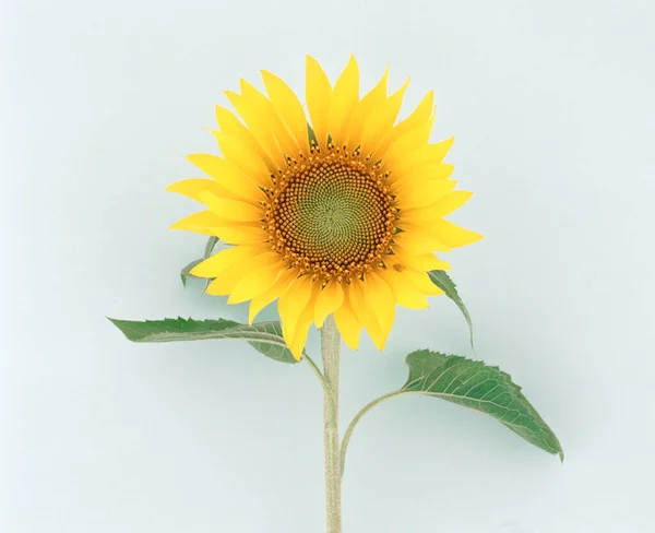 yellow sunflower on a white background