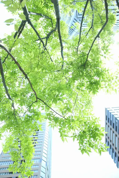 現代的なオフィスビル 底の眺めが付いている緑の木の枝 — ストック写真