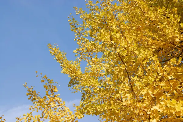 Altın sonbahar ginkgo ağacı yaprakları