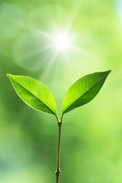 Nahaufnahme Eines Kleinen Zweiges Mit Zwei Grünen Blättern Sonnenlicht — Stockfoto