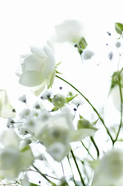Belles Fleurs Vue Rapprochée Concept Flore — Photo