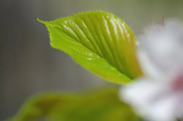 Білі Квіти Гібіскуса Фоні Зеленого Листя — стокове фото