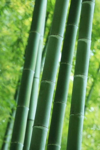 日本美丽的竹林 — 图库照片