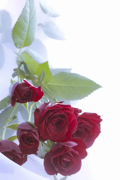 Beyaz Kumaş Arka Planda Kırmızı Güller Sevgililer Günü Konsepti — Stok fotoğraf