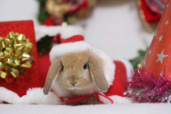Милый Кролик Одежде Санта Клауса Заднем Плане — стоковое фото