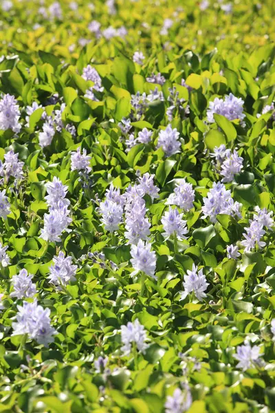 Bahçedeki güzel çiçekler