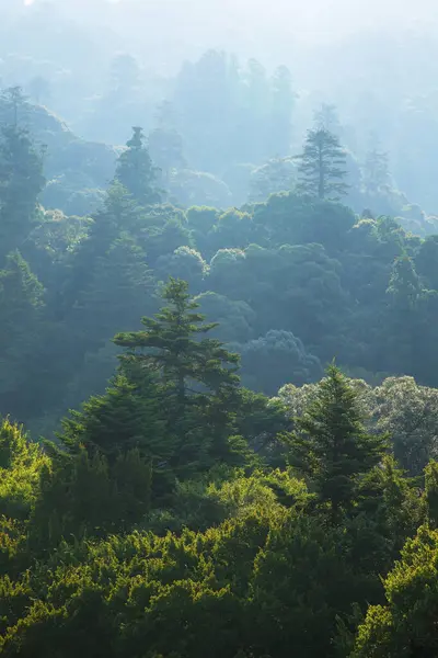 Gyönyörű Táj Hegyek Zöld Fák Reggel — Stock Fotó