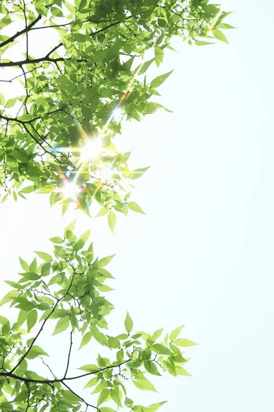 Свіже Весняне Зелене Листя Копіювальним Простором Фон Природи — стокове фото