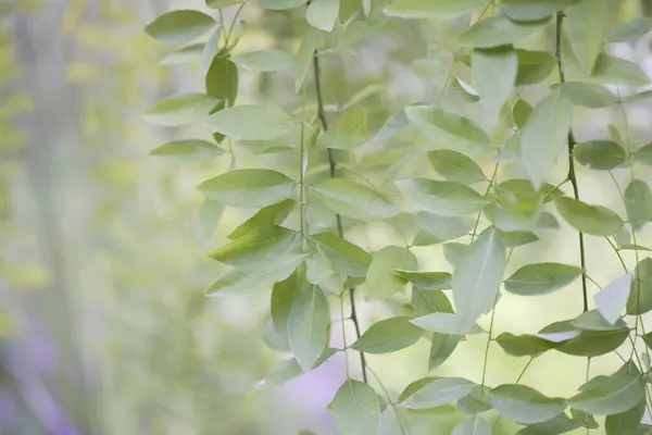 Зеленые Деревья Летнем Парке Цветочный Фон — стоковое фото