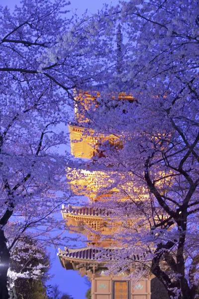 sakura blossom in japan at night