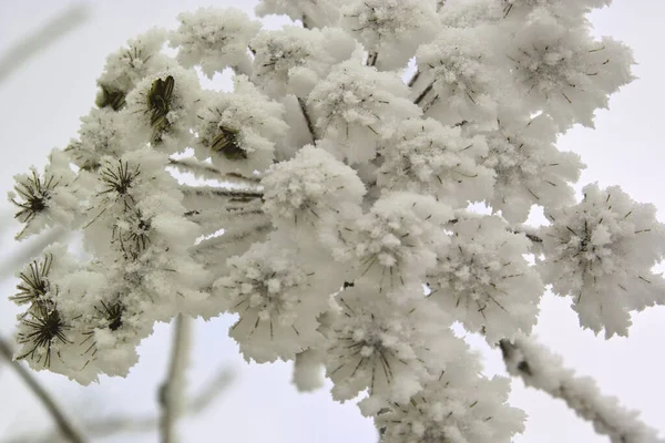 Snö Täckta Grenar Träd Närbild Vinterlandskap — Stockfoto