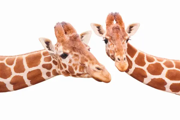 Giraffes Isolated White Background — Stock Photo, Image