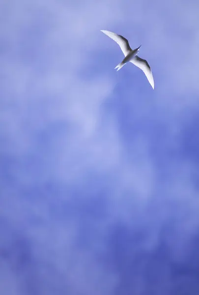 White Seagull Flying Sky — Stock Photo, Image