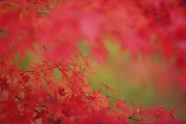 Kırmızı Sonbahar Yaprakları Sonbahar Çiçekleri Japon Akçaağacı — Stok fotoğraf