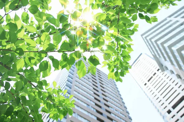 Hojas Verdes Rascacielos Con Luz Solar — Foto de Stock