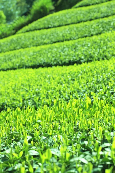 tea field with green tea plantations.