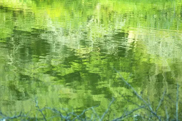 Zielone Jezioro Lesie — Zdjęcie stockowe