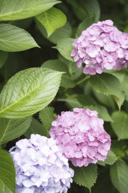 Bahar bahçesinde güzel pembe ortanca çiçekleri      