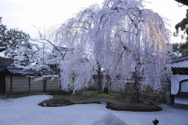 Geleneksel Japon bahçesini çevreleyen kiraz ağaçları