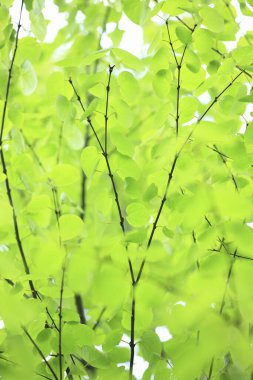 Yeşil yapraklar arka plan, doğal arkaplan