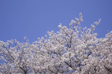 İlkbaharda kiraz çiçekleri açar.