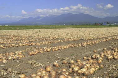Soğan hasadıyla tarla