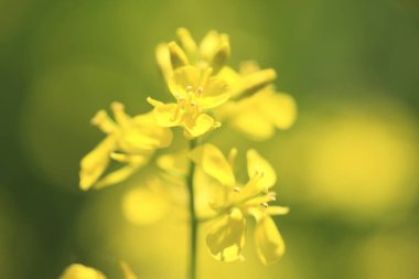 Güzel çiçekler, yakın manzara, yaz konsepti.