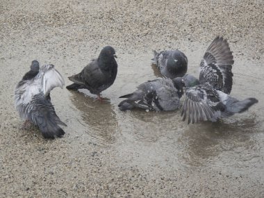 Güvercinler suda yıkanır.