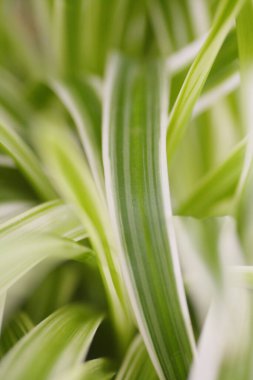 Taze yeşil yaprakların manzarasını kapat.